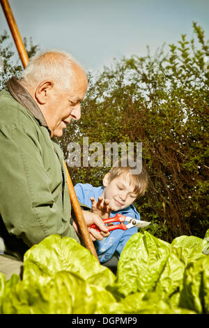 Un homme âgé et un garçon travaillant dans le jardin Banque D'Images