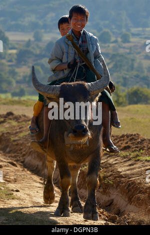 Deux garçons assis sur le dos d'un buffle sur la route entre Kalaw et Nyaungshwe, Kalaw, Shan, Myanmar, Birmanie Banque D'Images