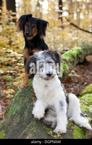 Deux chiens mixtes (Canis lupus familiaris) assis sur un tronc d'arbre, Grunewald, Berlin Banque D'Images