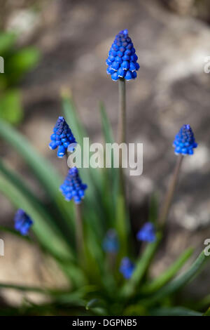 Petit Muscaris (Muscari botryoides), le Jardin Botanique, Berlin Banque D'Images