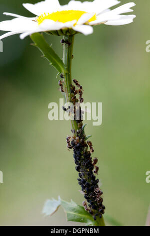 Les pucerons (Aphidoidea) avec des fourmis sur le tronc d'une marguerite (Leucanthemum vulgare), le Jardin Botanique, Berlin Banque D'Images