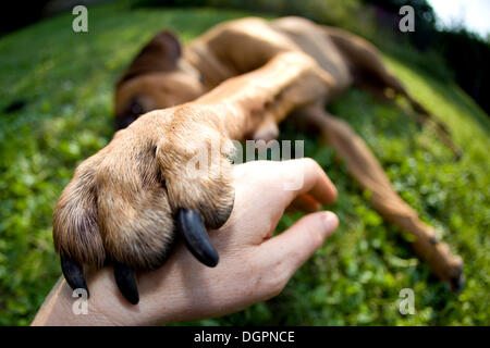 Dog paw reposant sur une main d'homme Banque D'Images