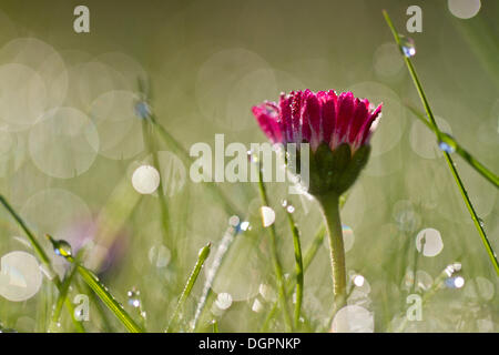 Fleur rouge commune, pelouse, Daisy Daisy (Bellis perennis) avec des gouttes de rosée dans la lumière du matin Banque D'Images