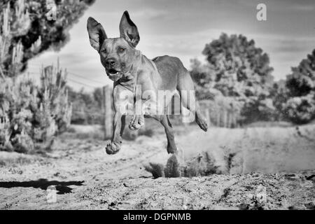 L'exécution de chien, Rhodesian Ridgeback, dans le Doeberitz Heath, Havelland, Brandebourg, Brandebourg Banque D'Images