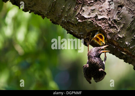 Etourneau sansonnet (Sturnus vulgaris) dans l'alimentation des poussins trou de nidification dans un vieux chêne arbre dans un jardin dans Priort, Havelland Banque D'Images