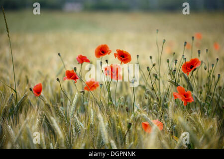 Coquelicot (Papaver rhoeas) dans un champ de seigle (Secale cereale) près d'Elstal, Havelland, Brandebourg Banque D'Images