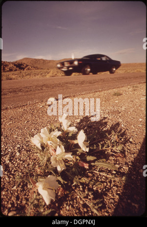 Photographie de mai 1972 montrant des fleurs sauvages fleurissant le long d'une autoroute du Nevada, prise par Charles O'Rear pour le projet DOCUMERICA de l'EPA. Banque D'Images
