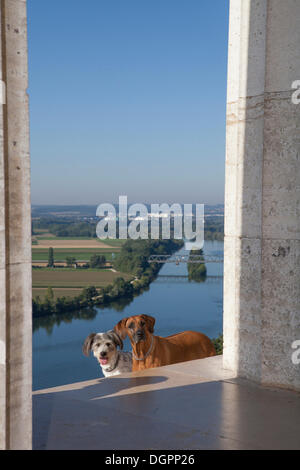 Deux chiens se trouve dans la vue de le Walhalla sur le Danube vers Regensburg, Bavière, Donaustauf Banque D'Images