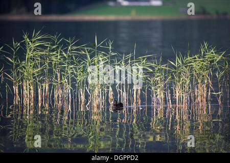 Reed avec un Foulque macroule (Fulica atra) dans la lumière du matin, le lac Weissensee, Carinthie, Autriche, Europe Banque D'Images