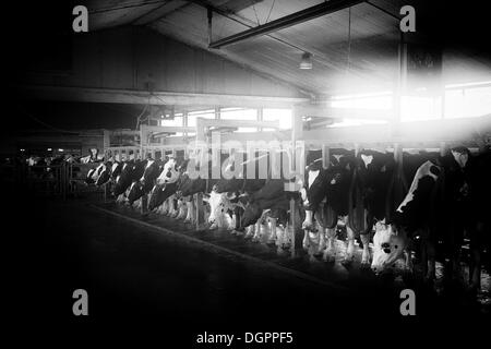 Vaches dans une salle de traite, dans une ferme laitière, Ferbellin, Brandebourg, Allemagne Banque D'Images