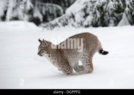 La chasse Lynx (Lynx lynx) dans la neige, Sababurg Zoo, Warburg, Hesse du Nord Banque D'Images