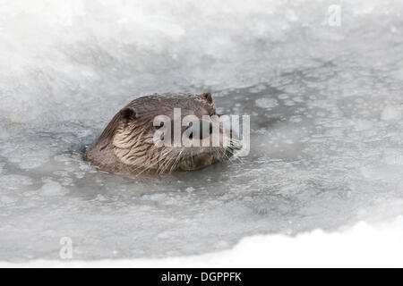 La loutre (Lutra lutra) dans l'eau glacée, Edersee Wildlife park, Hesse du Nord Banque D'Images