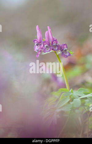 Corydalis Corydalis cava (Bulbe), début de bloomer Banque D'Images