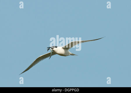 Sterne caugek (Sterna sandvicensis) en vol avec le poisson, Texel, Pays-Bas, Europe Banque D'Images