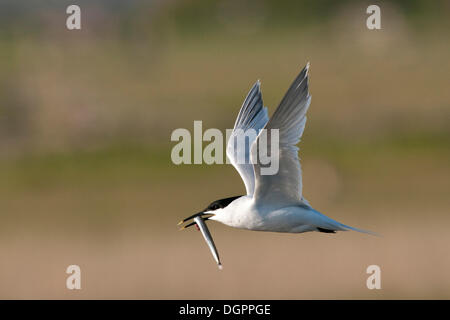 Sterne caugek (Sterna sandvicensis) en vol avec le poisson, Texel, Pays-Bas, Europe Banque D'Images