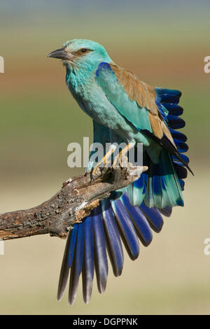 Coracias garrulus European (rouleau), Quintana de la Serena, Badajoz, Estrémadure, Espagne, Europe Banque D'Images