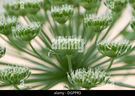 Berce du Caucase (Heracleum sphondylium), Guxhagen, Hesse du Nord, Hesse Banque D'Images