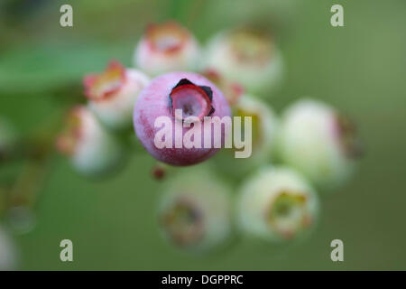 Les bleuets ou myrtilles (Vaccinium myrtillus), Guxhagen, Hesse du Nord, Hesse Banque D'Images