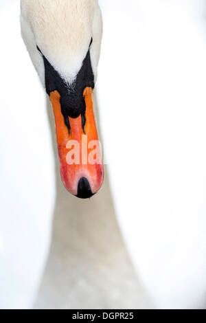 Mute Swan (Cygnus olor), portrait Banque D'Images