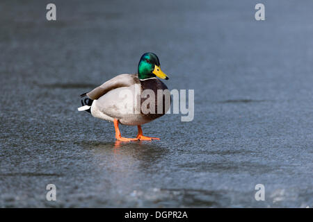 Le Canard colvert (Anas platyrhynchos), Drake sur la glace, Melsungen, Hesse, Allemagne Banque D'Images