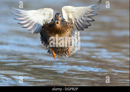 Le Canard colvert (Anas platyrhynchos) en vol, Melsungen, Hesse, Allemagne Banque D'Images