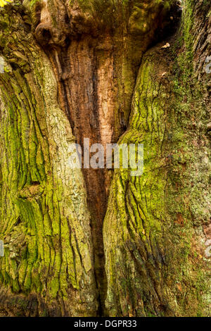 Détail de l'écorce, Urwald Sababurg, Reinhardswald, Warburg, Hesse, Allemagne Banque D'Images