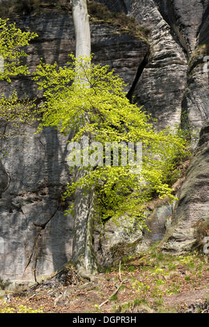 Beech tree au printemps lors de la Bastei rock formation, Rathewalde Nationalpark, Sächsiche Schweiz, Saxe, Allemagne Banque D'Images