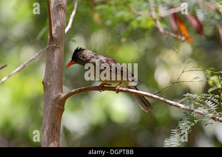 Seychelles bulbul perché sur une branche Banque D'Images