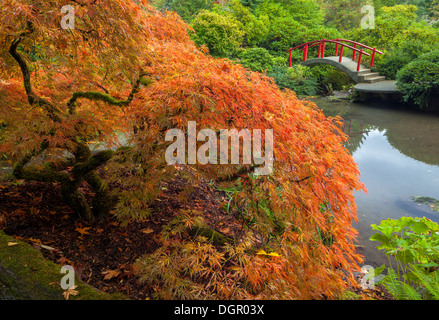 Jardin de Kubota, Seattle, WA : dentelle érable du Japon à feuilles dans la couleur de l'automne avec le Pont de la Lune dans l'arrière-plan Banque D'Images