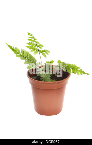 Fougère jeune plante dans un pot blanc isolé contre Banque D'Images