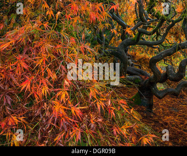 Jardin de Kubota, Seattle, WA : tronc et branches d'un petit érable du Japon à feuilles dans la couleur de l'automne Banque D'Images