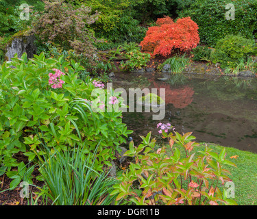 Jardin de Kubota, Seattle, WA : un petit étang entouré d'arbustes y compris des hortensias et d'un érable japonais à l'automne Banque D'Images