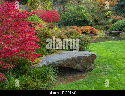 Jardins de Kubota, Seattle, WA : feuilles d'automne de Burning Bush (Euonymus alatus) accentue un lit de jardin Banque D'Images