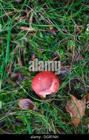 Photographie à la recherche vers le bas sur un jeune Agaric Fly (Amanita muscaria) rouges champignon de croître par l'herbe. Banque D'Images