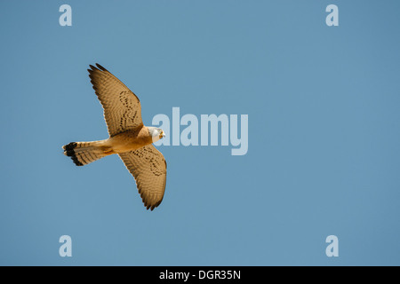 - Faucon crécerellette Falco naumanni Banque D'Images