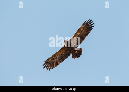 L'aigle pomarin Aquila pomarina - Banque D'Images