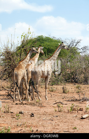 Angola 3 girafes ( Giraffa camelopardalis Angolensis ) debout dans un tour de girafes, Chobe national park, Botswana, Africa Banque D'Images