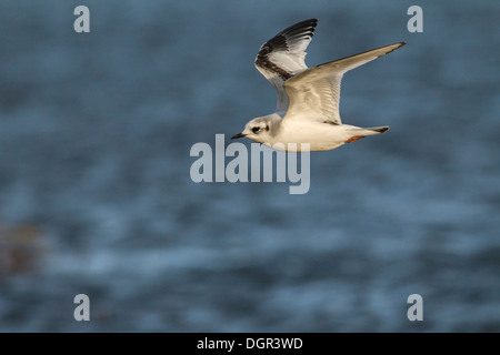 Mouette pygmée Hydrocoloeus minutus Banque D'Images