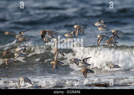 Bécasseau sanderling Calidris alba Banque D'Images