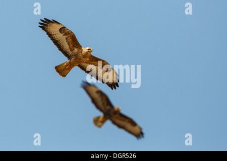 Buse des steppes Buteo buteo vulpinus - Banque D'Images