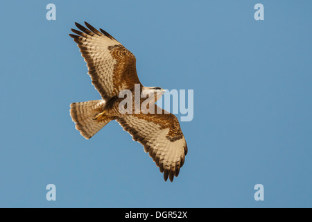 Buse des steppes Buteo buteo vulpinus - Banque D'Images