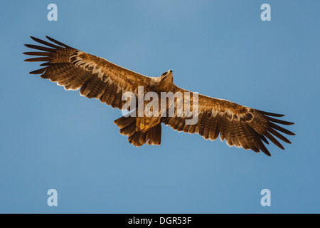 Aigle des steppes - Aquila nipalensis Banque D'Images