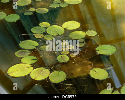 Blue Water Lily égyptien ou sacrée lily bleu (Nymphaea caerulea) Banque D'Images