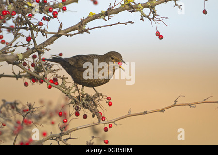 Blackbird, Turdus merula, femme Banque D'Images