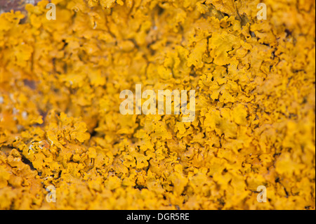 Lichen jaune poussant sur un rocher Banque D'Images