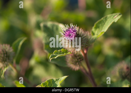 La bardane, Arctium minus moindre, en fleurs Banque D'Images