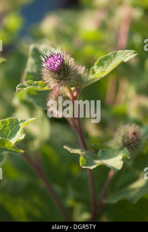 La bardane, Arctium minus moindre, en fleurs Banque D'Images