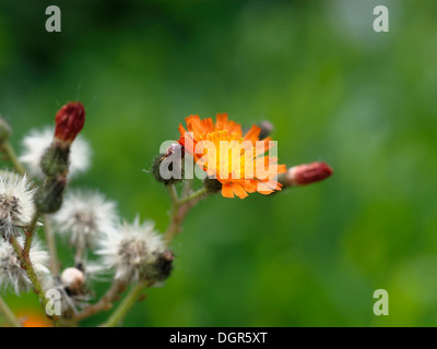 L'épervière orange (Pilosella aurantiaca) graines de fleurs avec en arrière-plan Banque D'Images