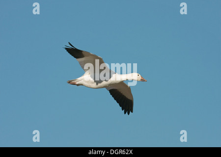 Oie des neiges - Chen caerulescens - vol en phase blanche adultes Banque D'Images