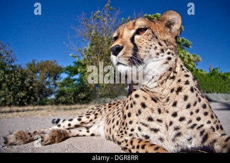 Un guépard assis Banque D'Images